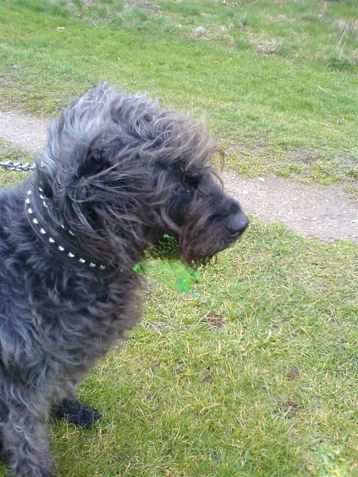 Blanding af racer Sisse R.I.P billede 17