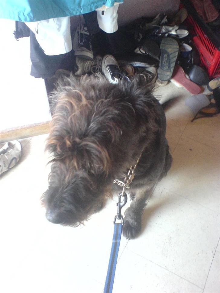 Blanding af racer Sisse R.I.P billede 18