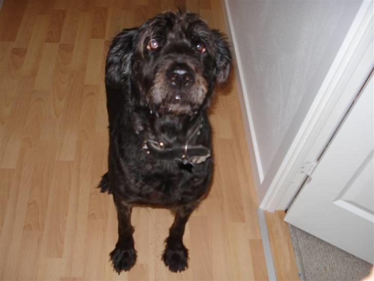 Blanding af racer Sisse R.I.P - et helt vildt sjovt billede.. :P billede 19