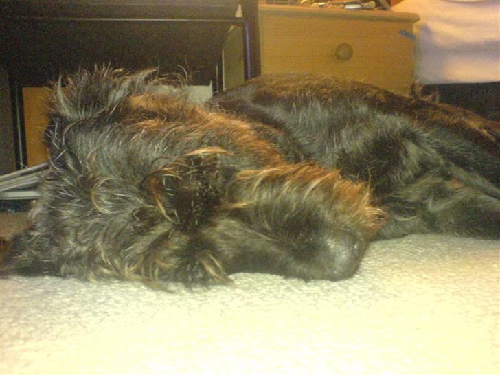 Blanding af racer Sisse R.I.P billede 20