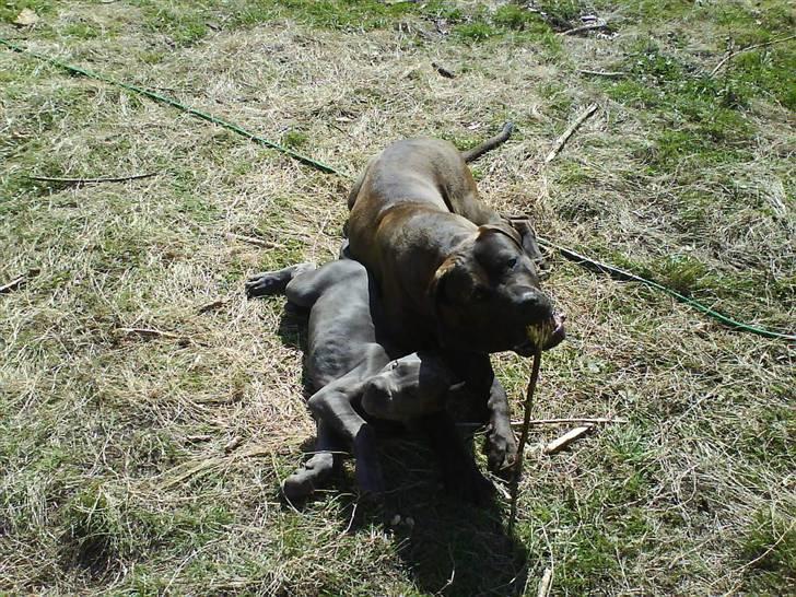 Mastino napoletano Lillefod / Lifo - i haven med min bedste ven Demos billede 7