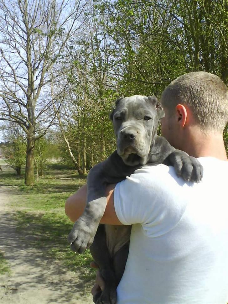 Mastino napoletano Lillefod / Lifo billede 8