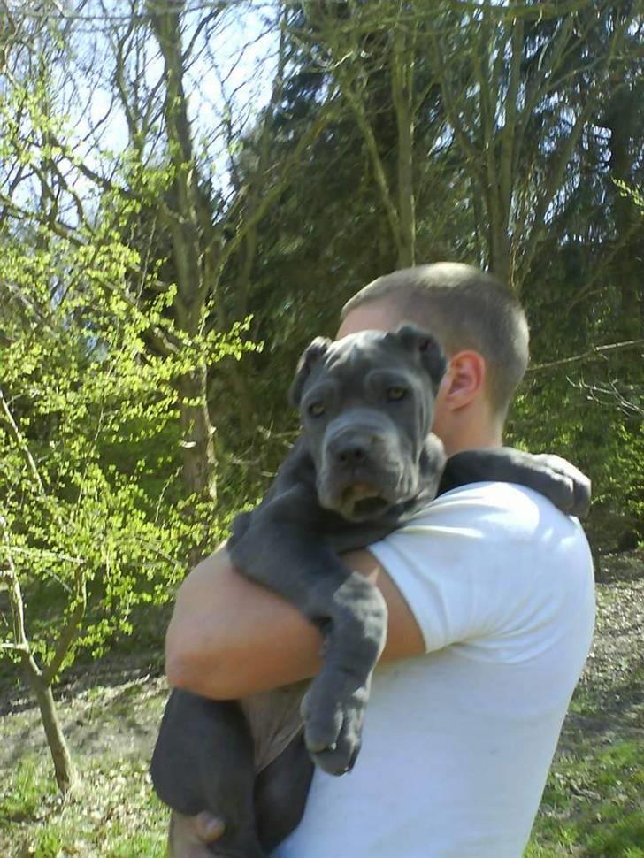 Mastino napoletano Lillefod / Lifo - oxbjerg igen billede 9