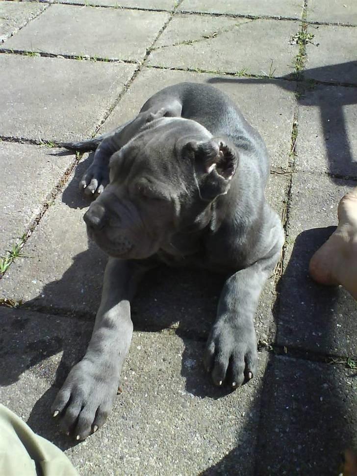 Mastino napoletano Lillefod / Lifo billede 11