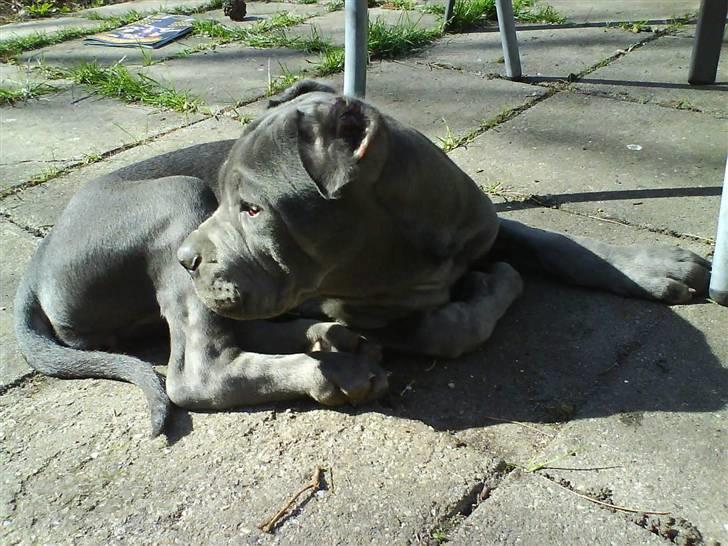 Mastino napoletano Lillefod / Lifo billede 12