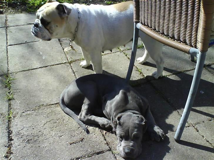 Mastino napoletano Lillefod / Lifo billede 13