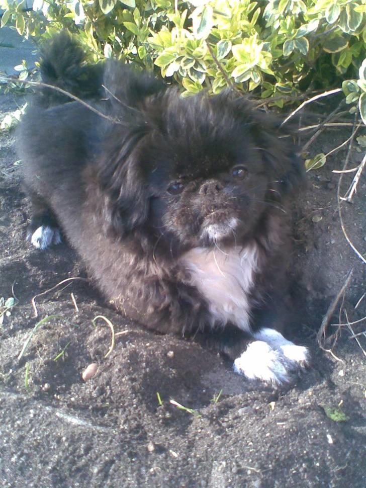 Pekingeser Blackey <3 billede 1