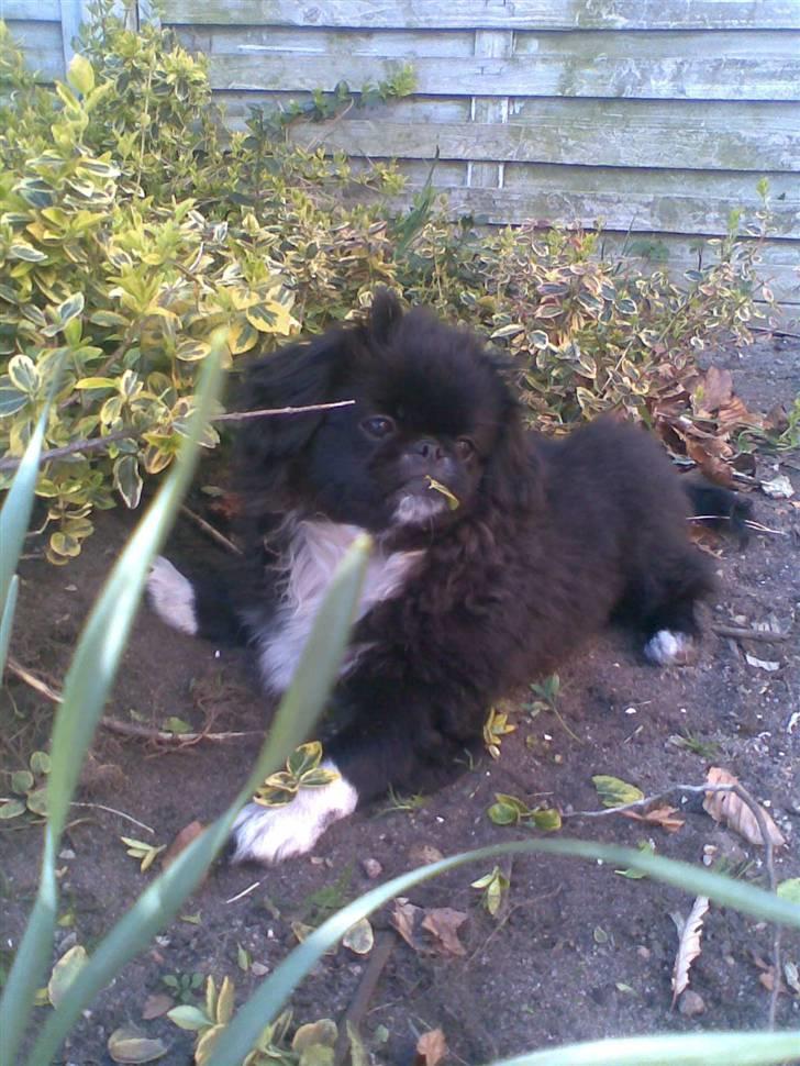 Pekingeser Blackey <3 - Yiiiir baby :D <3 billede 2