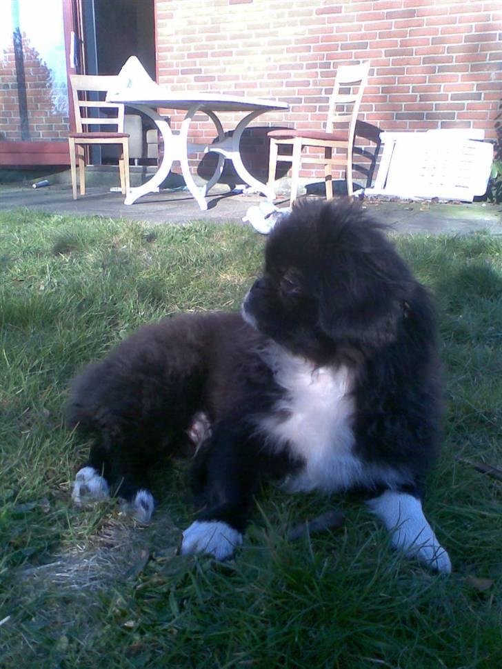 Pekingeser Blackey <3 - Ligger lige i skyggen og daser den a (: <3 billede 3