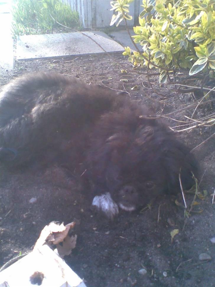 Pekingeser Blackey <3 - Tooootal ynglings hul :D  billede 4