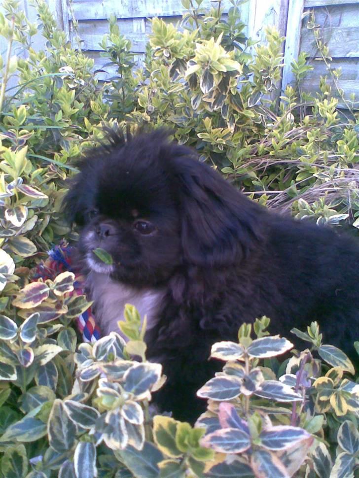 Pekingeser Blackey <3 - Mmmmh´ blaad i munden (; total lækker ikk ? <3 billede 5