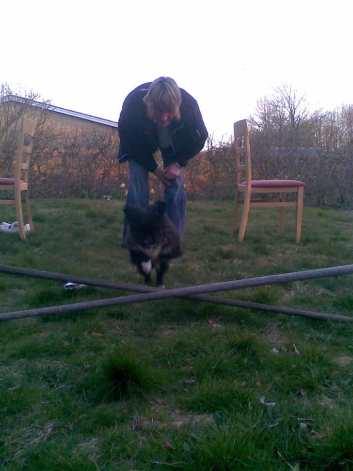Pekingeser Blackey <3 - Fremtidens super springer ?? (: <3 billede 6