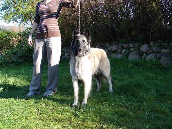 Tervueren Khymera's Hectic Hylea  billede 6