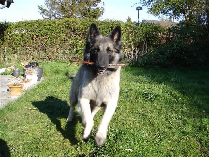 Tervueren Khymera's Hectic Hylea  billede 7