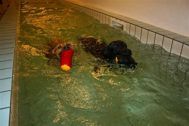 Labrador retriever Nynne ;-) - I svømmehal :o) billede 6