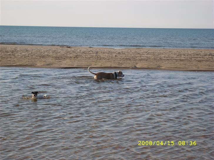 Dansk svensk gaardhund tananna - det er lige mig det her vand. billede 12