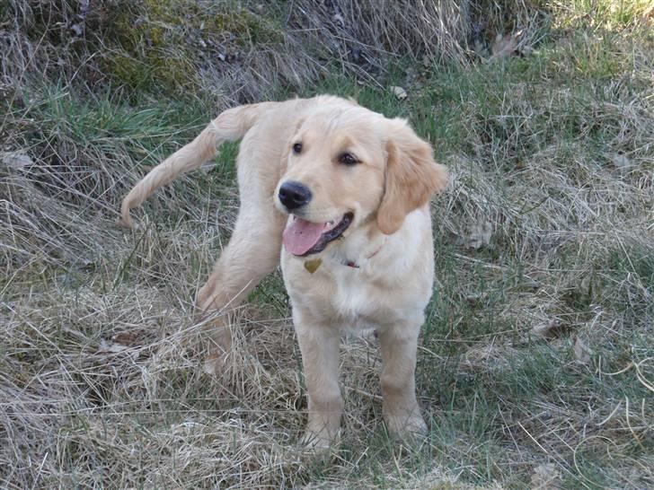 Golden retriever Mille - Smukke Mille ;D billede 16
