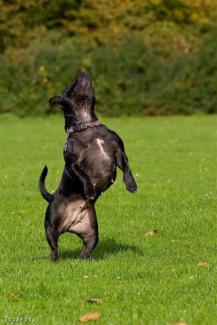 Staffordshire bull terrier DKCH.LilleBabe (RIP 20/4-11) - 19/10-08 billede 17