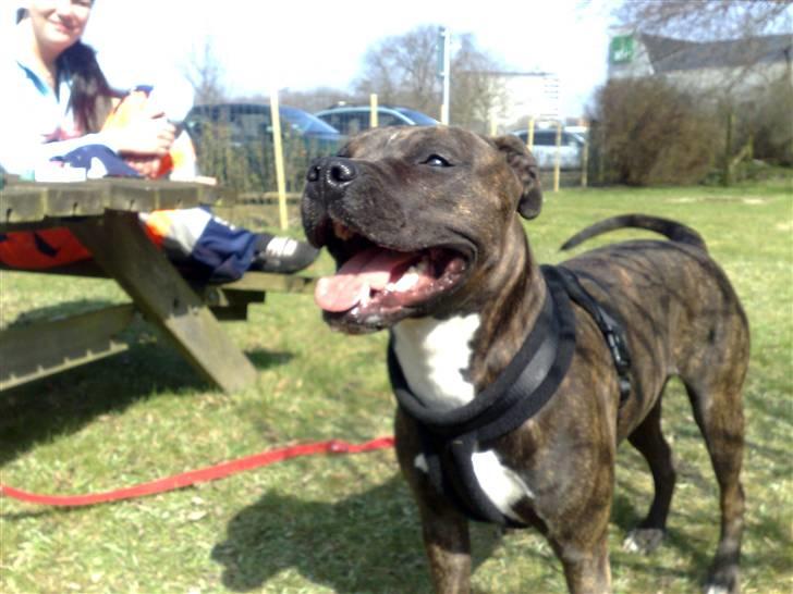 Amerikansk staffordshire terrier chili - det gode vejr gør en glad billede 1