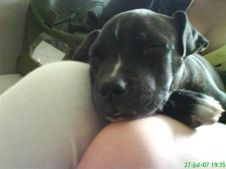 Amerikansk staffordshire terrier chili - to måneder gammel. billede 2