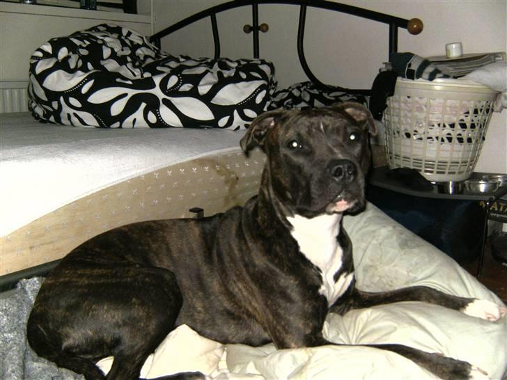 Amerikansk staffordshire terrier chili billede 3