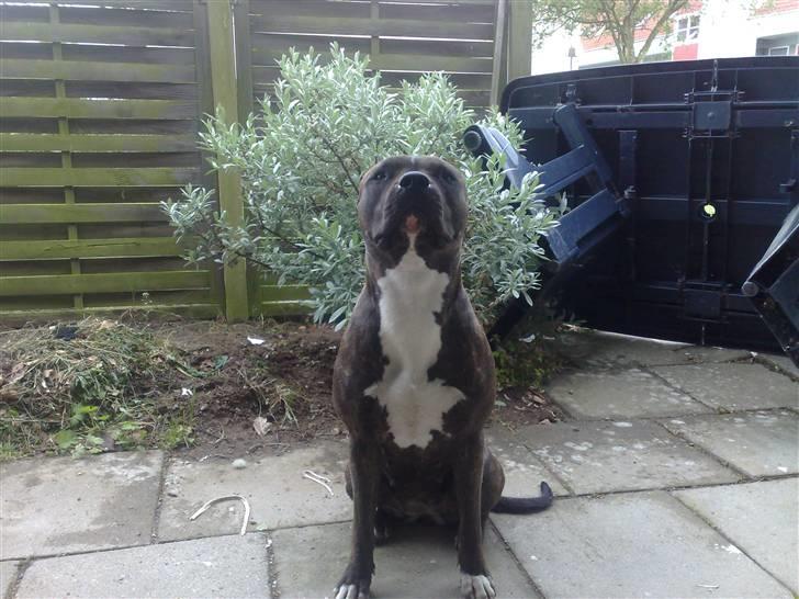 Amerikansk staffordshire terrier chili billede 4