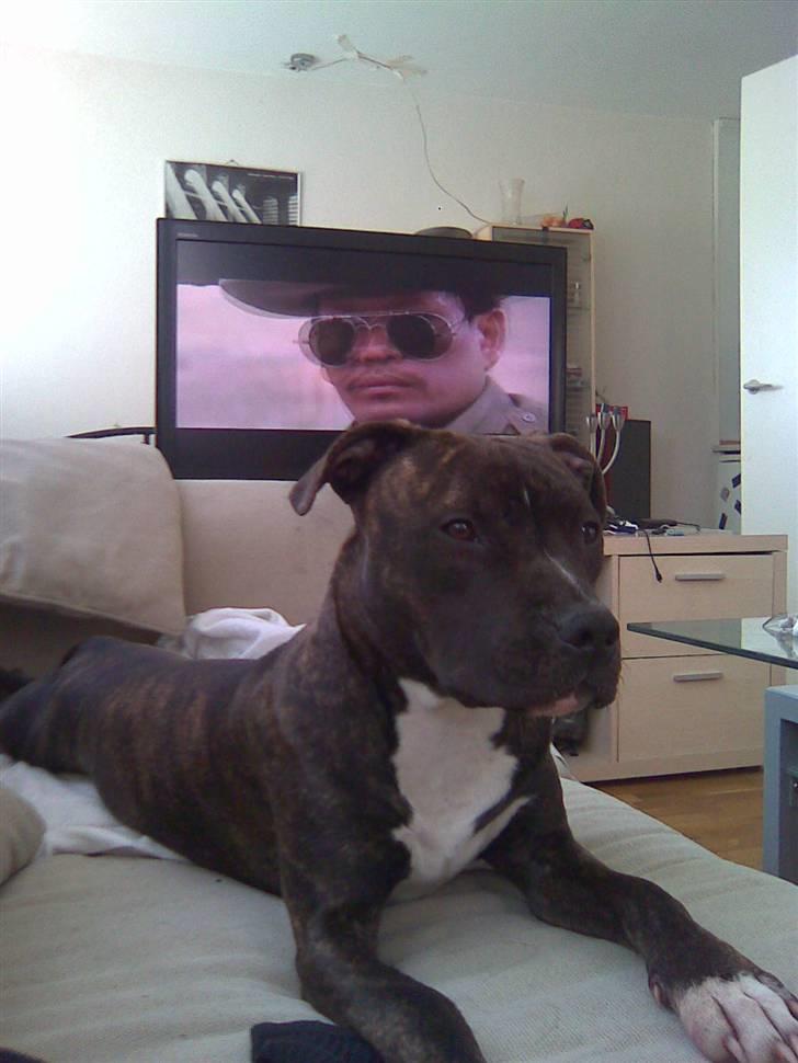 Amerikansk staffordshire terrier chili - det med at blive på tæppet går ike altidså godt. billede 5