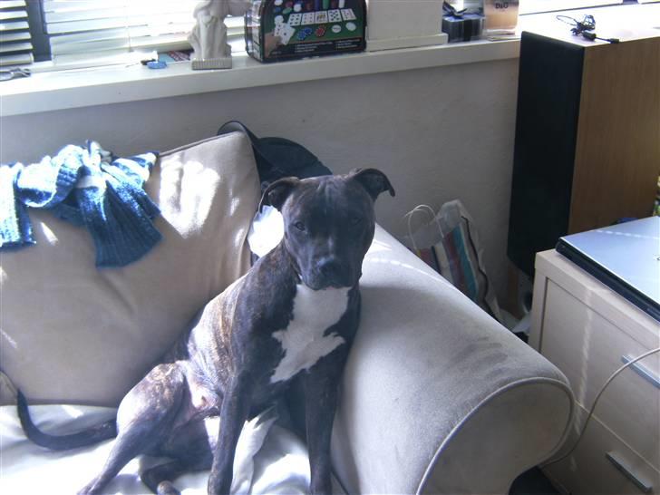 Amerikansk staffordshire terrier chili - sidder bare lige og nyder det gode vejr billede 6