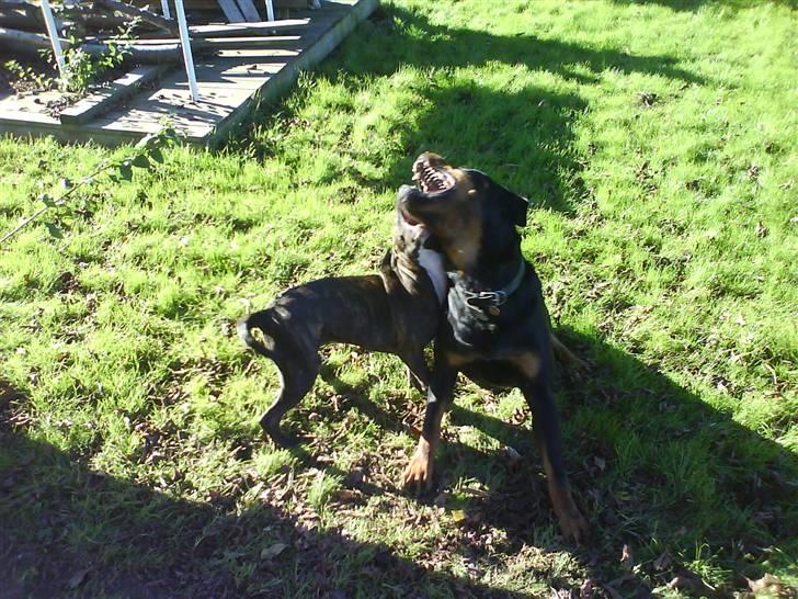 Amerikansk staffordshire terrier chili - det er godt med en lejekammerat billede 7