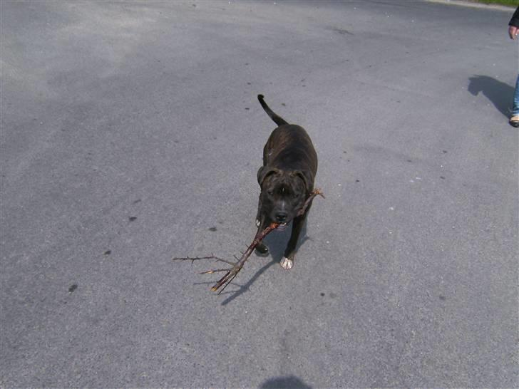 Amerikansk staffordshire terrier chili - en af de få gange hun har gidet at lege med pind. billede 8