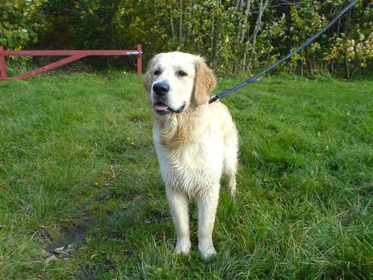 Golden retriever Sheik billede 19