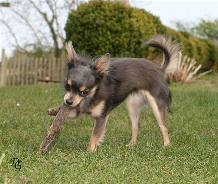 Chihuahua Malli billede 20