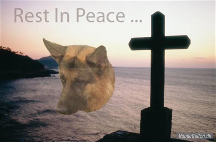 Schæferhund Chivas, RIP billede 9