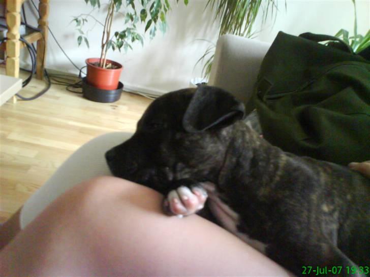 Amerikansk staffordshire terrier chili - der er hun også en lillle babes. billede 9