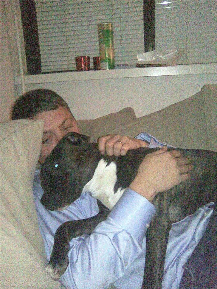 Amerikansk staffordshire terrier chili - det er dejligt at putte billede 10