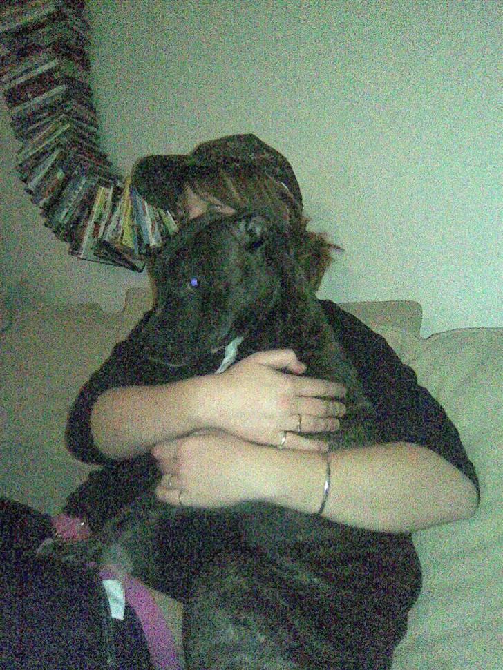 Amerikansk staffordshire terrier chili - en krammer af mor er også dejligt billede 11