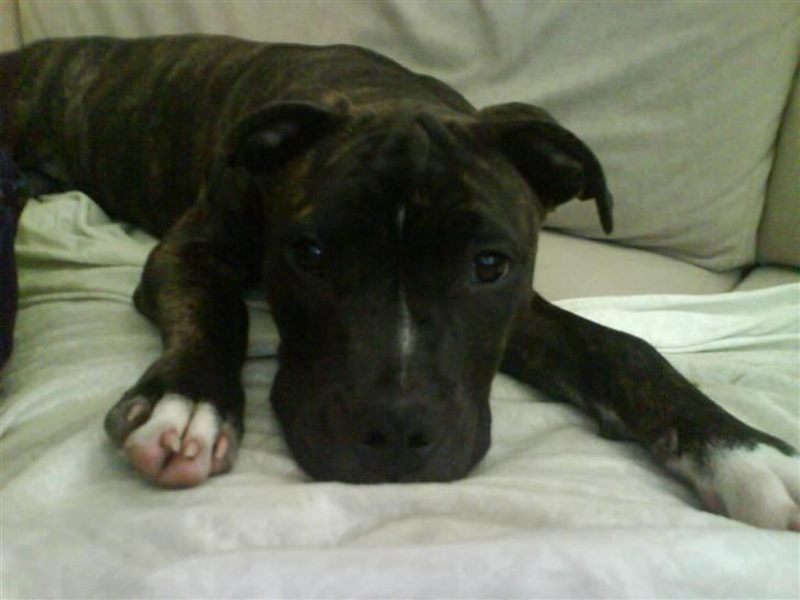 Amerikansk staffordshire terrier chili - hun er ikke så stor billede 12