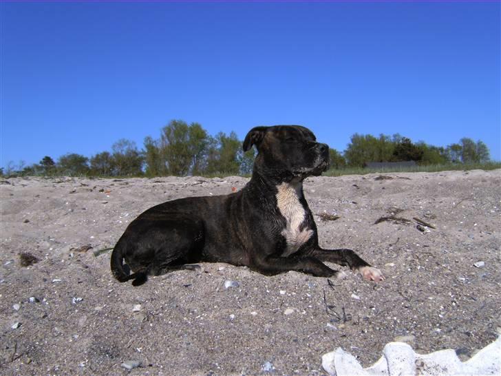 Amerikansk staffordshire terrier chili - hvem siger at hunde ikke kan solbade :) billede 13