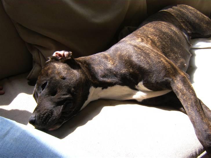 Amerikansk staffordshire terrier chili - "Jeg elsker bare at ligge i solen" billede 14