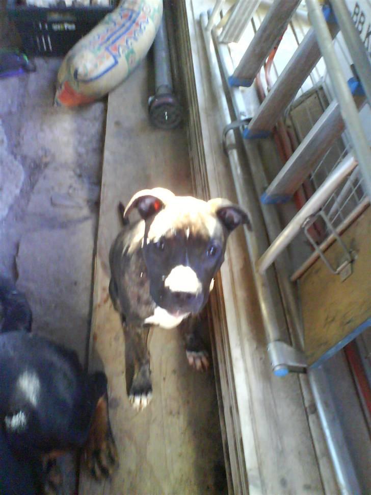 Amerikansk staffordshire terrier chili - får jeg snart den kiks billede 15