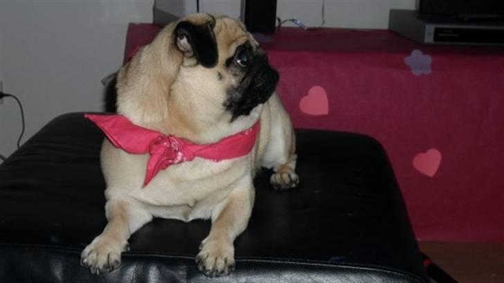 Mops Maggie billede 11