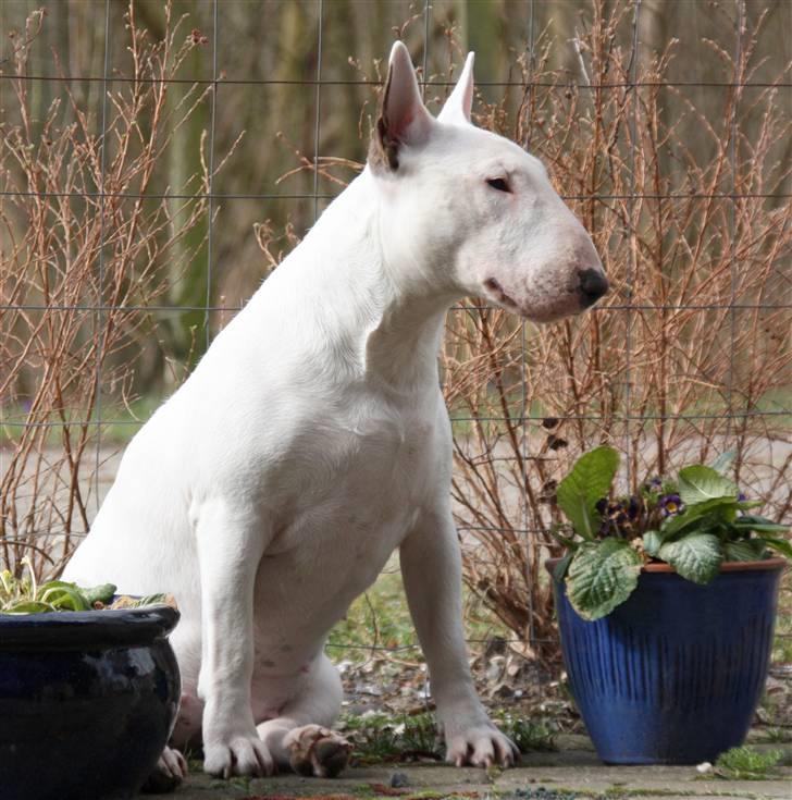 Bullterrier WB´s Auricle Amy (Båtte) - Statuen Aims ;0) billede 15