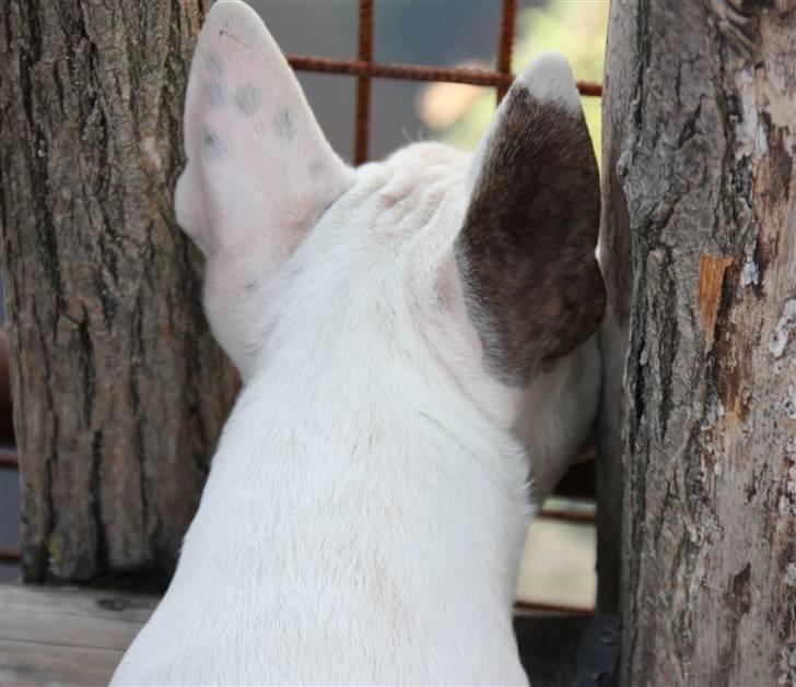 Bullterrier WB´s Auricle Amy (Båtte) - Bare fordi man er lille, kan man da sagtens se dyrene i Zoo! billede 16
