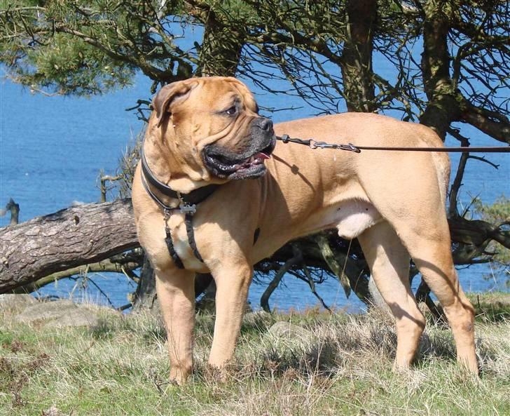 Bullmastiff Bonzo billede 17