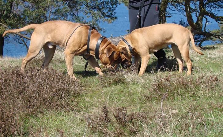 Bullmastiff Bonzo billede 18