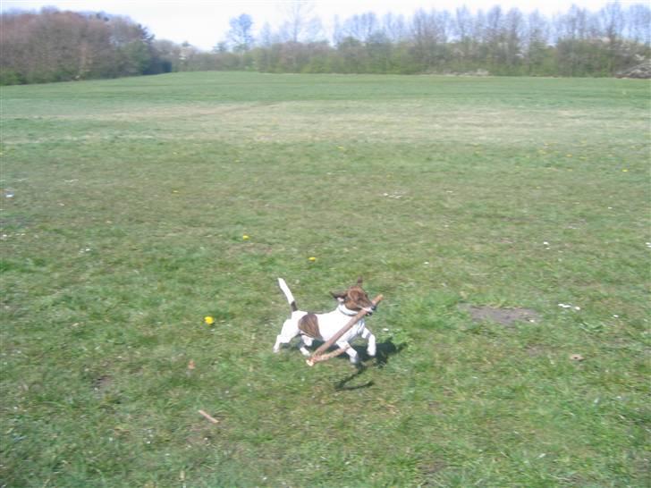 Jack russell terrier Tjalfe <3 - Store skal de være ;) billede 18