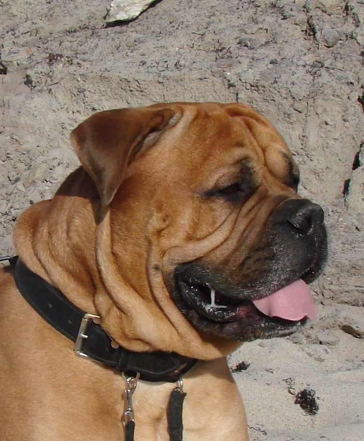 Bullmastiff Bonzo billede 19