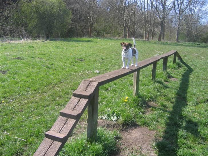 Jack russell terrier Tjalfe <3 - den stolte hun :D billede 19