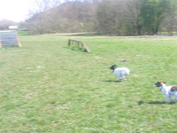 Jack russell terrier Tjalfe <3 - løber om kap med Nuser :o) billede 20