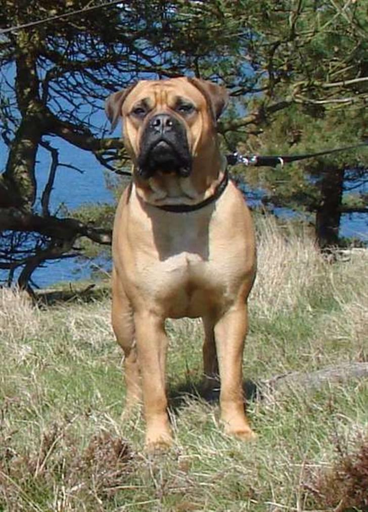 Bullmastiff Isabella billede 17